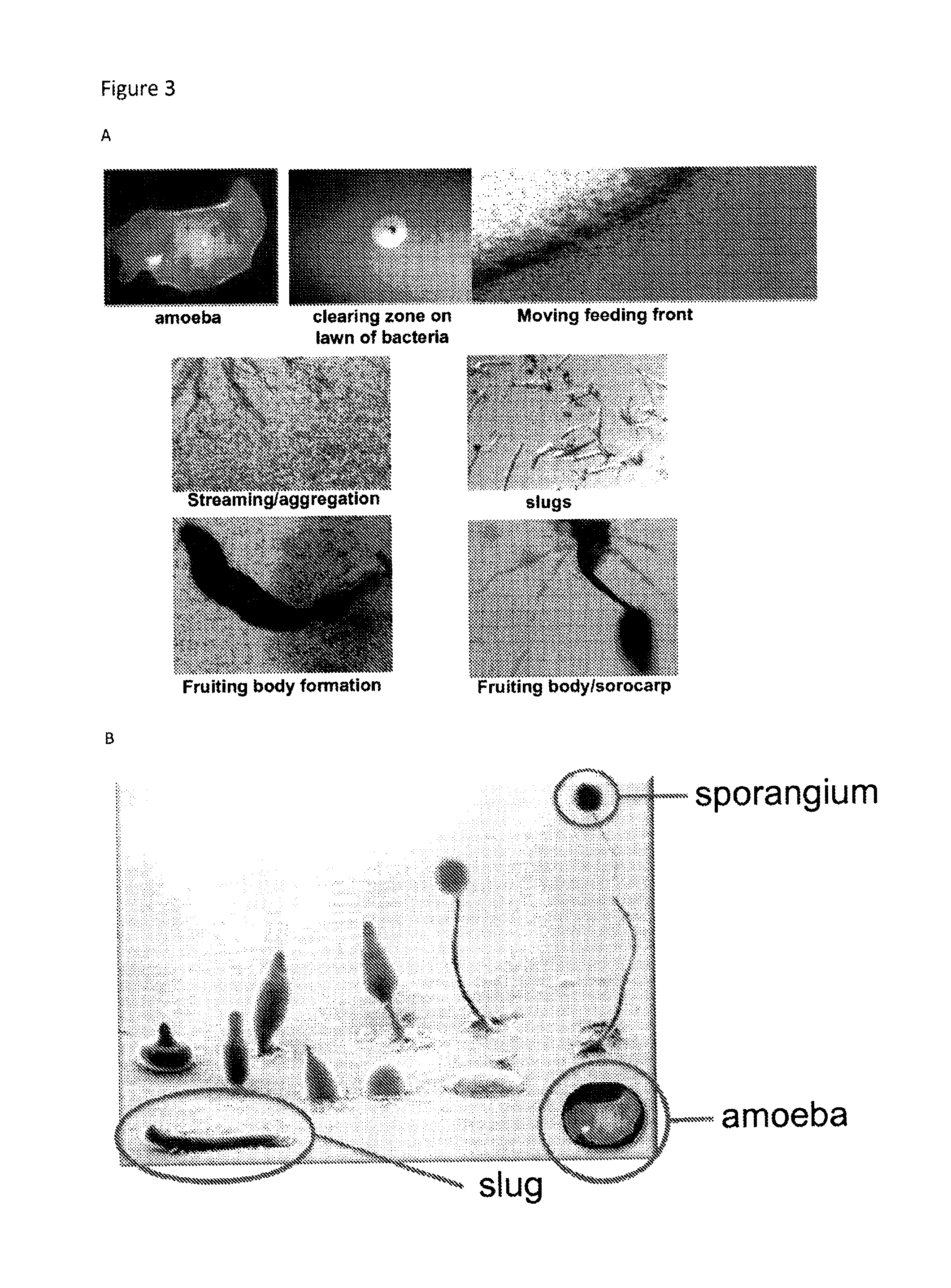 Therapeutic amoeba and uses thereof