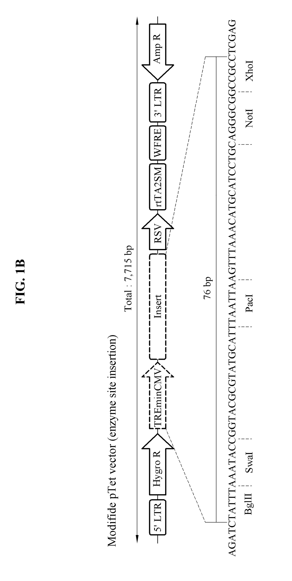 Expression cassette and vector comprising alzheimer's disease-related mutant genes and cell line transformed by means of same