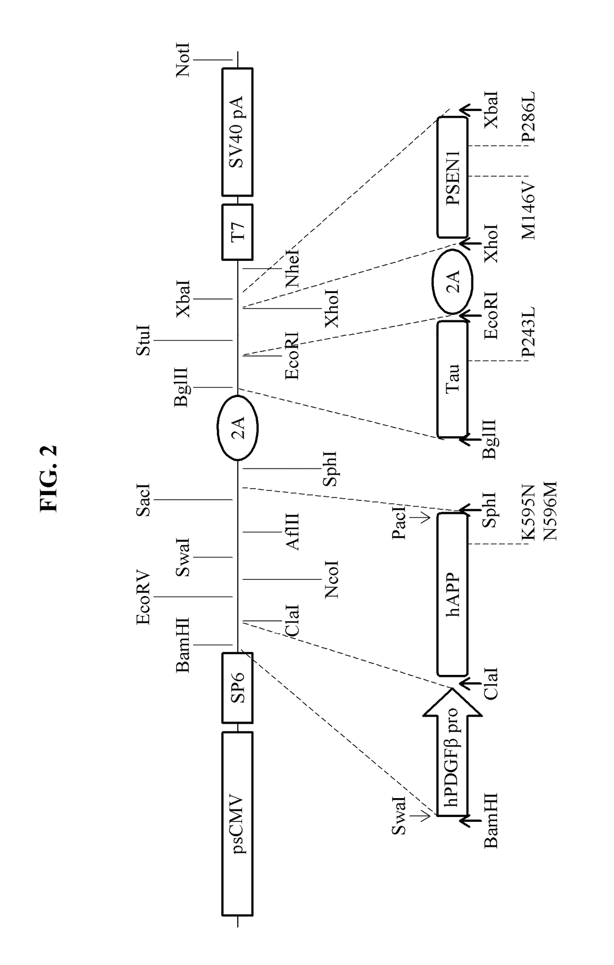 Expression cassette and vector comprising alzheimer's disease-related mutant genes and cell line transformed by means of same