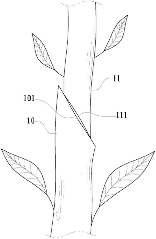 Grafting shear capable of straightly shearing stems