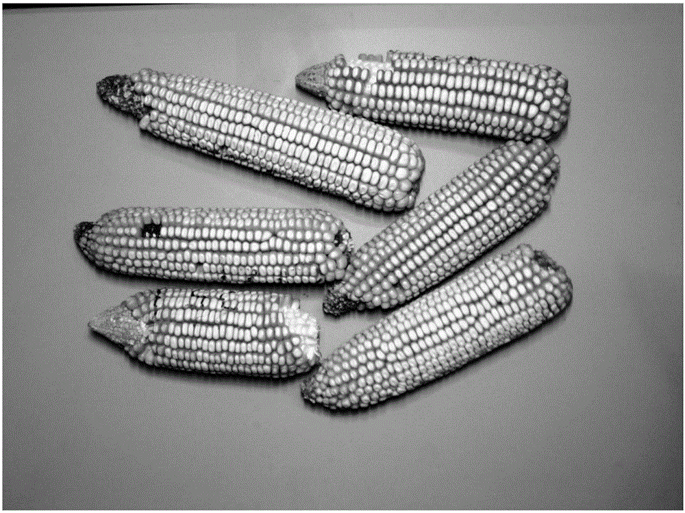 Adhesive corn ear segmentation method and device used in cell corn ear species testing