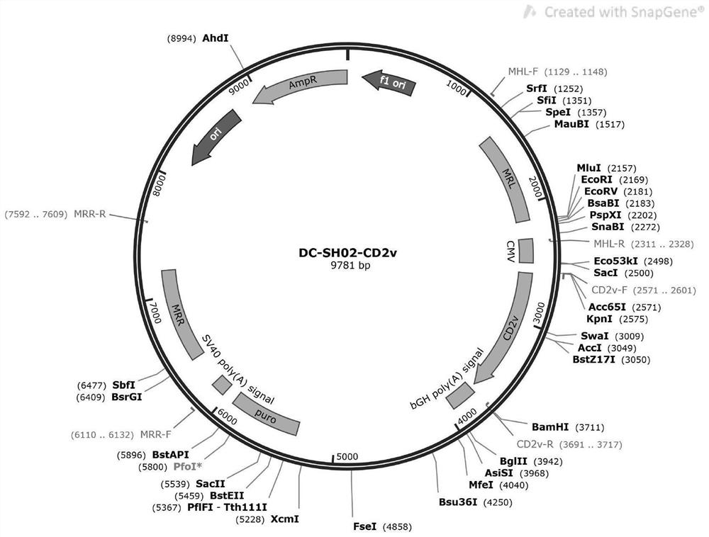 CHO cell line capable of stably expressing African swine fever CD2v protein as well as construction method and application of CHO cell line