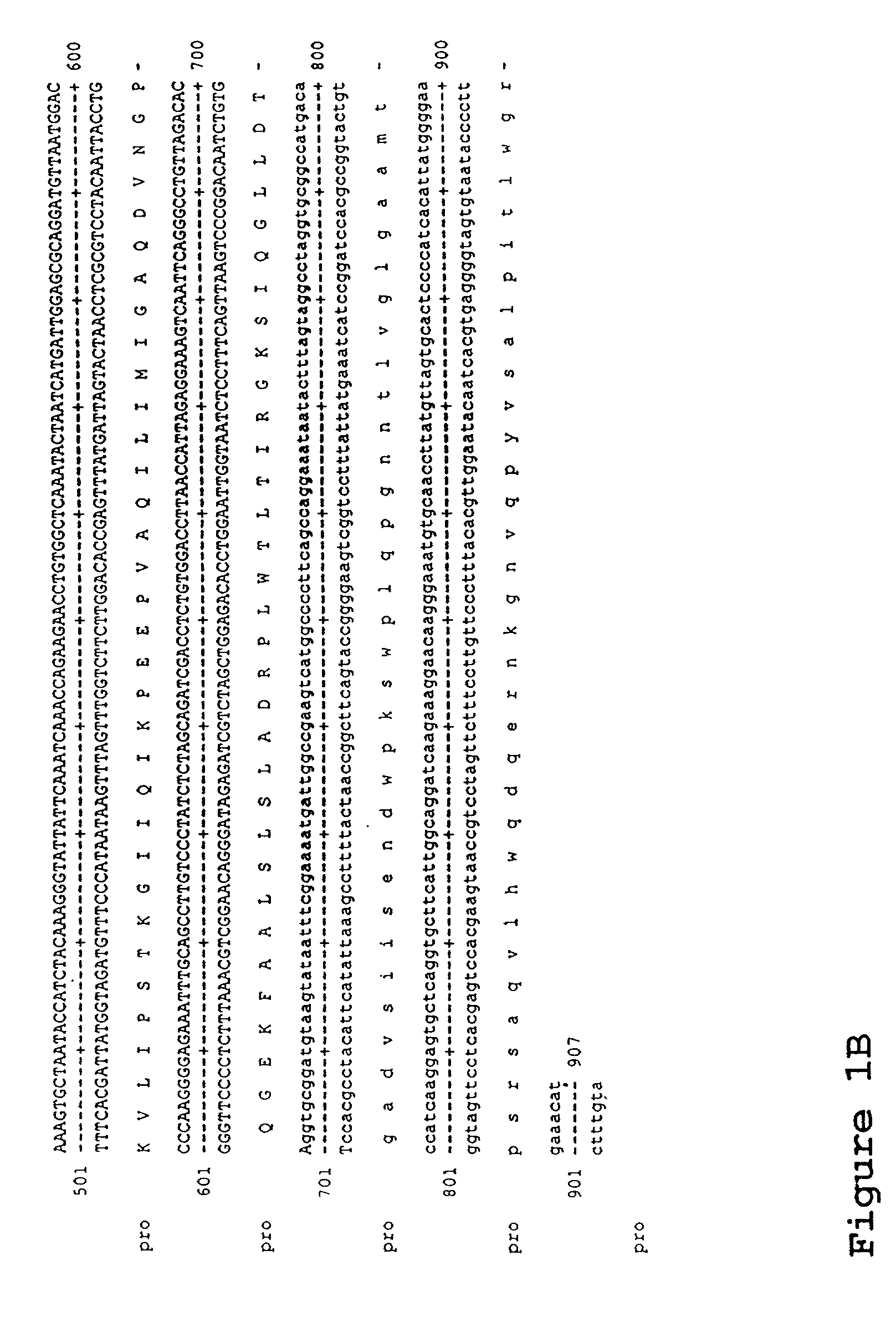 Material and methods relating to a novel retrovirus