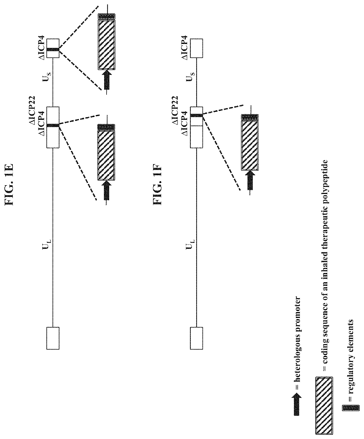 Compositions and methods for gene delivery to the airways and/or lungs