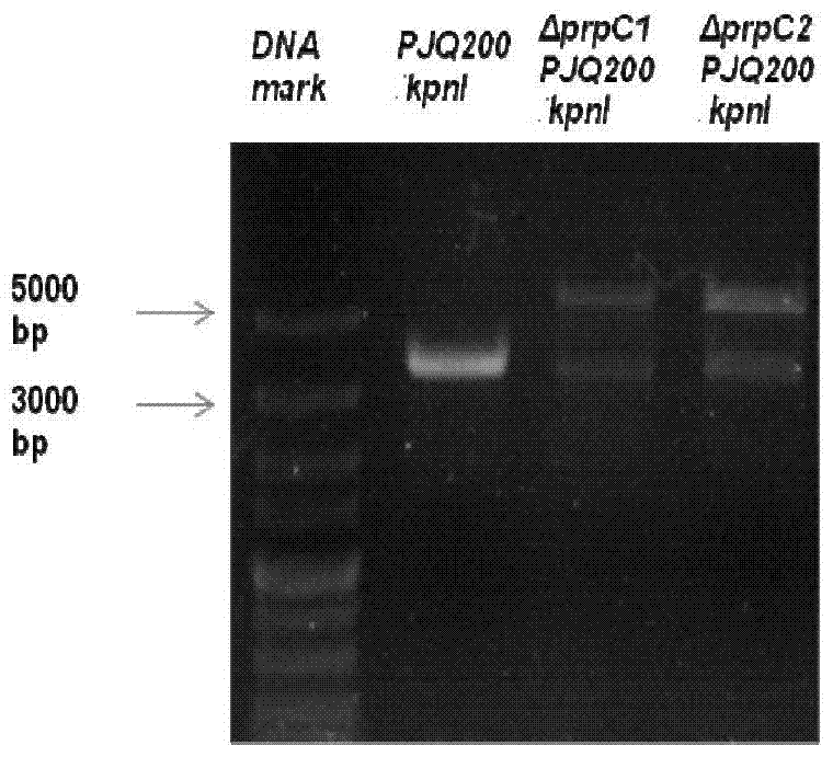 Genetically engineered bacteria producing polyhydroxybutyrate-valerate and its construction method and application