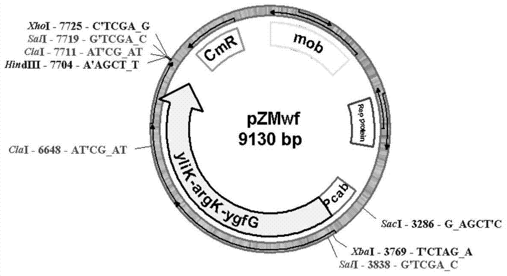 Genetically engineered bacteria producing polyhydroxybutyrate-valerate and its construction method and application