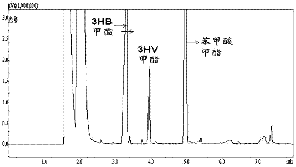 Genetically engineered bacteria producing polyhydroxybutyrate-valerate and its construction method and application