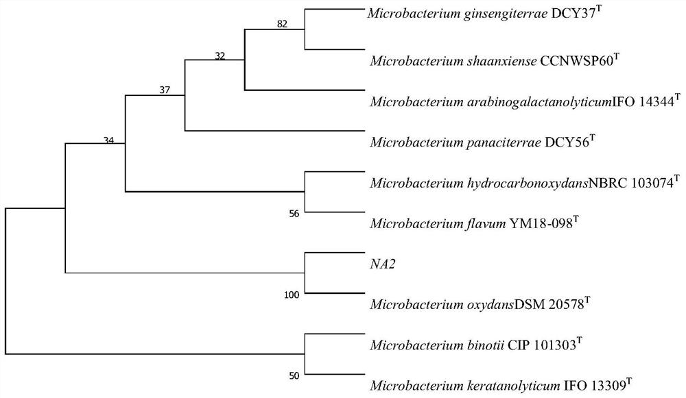Microbacterium oxydans NA2 and application thereof