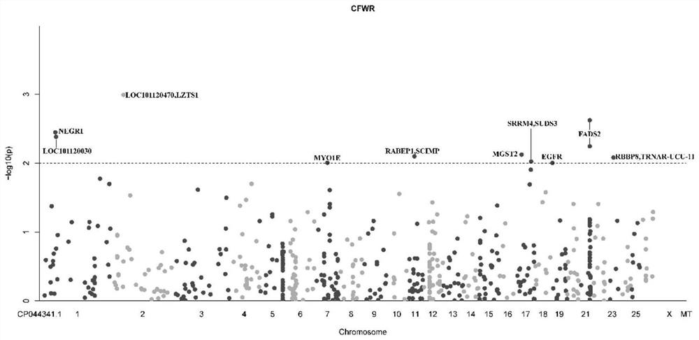 SNP (Single Nucleotide Polymorphism) site combination related to net hair rate of fine-wool sheep and application of SNP site combination