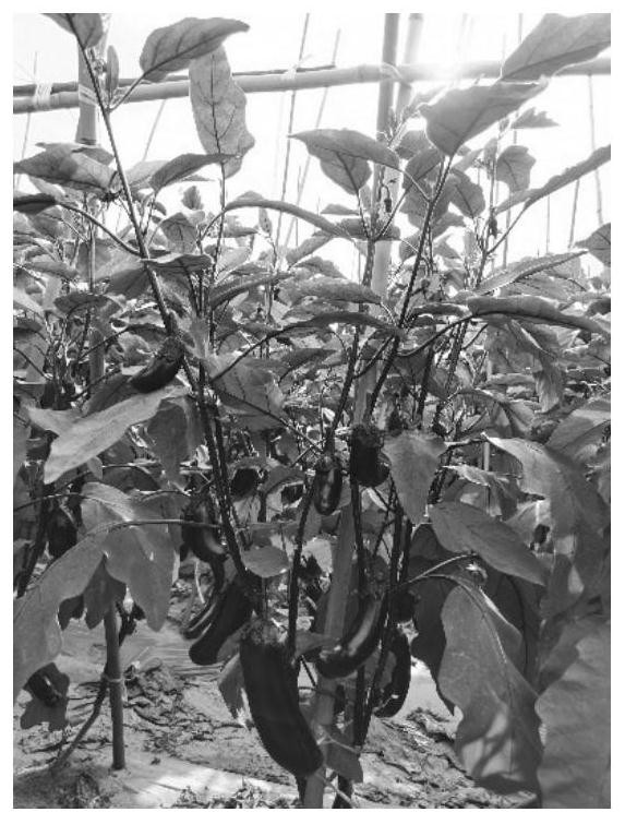 Breeding method of bacterial wilt resistant male sterile eggplant rootstock