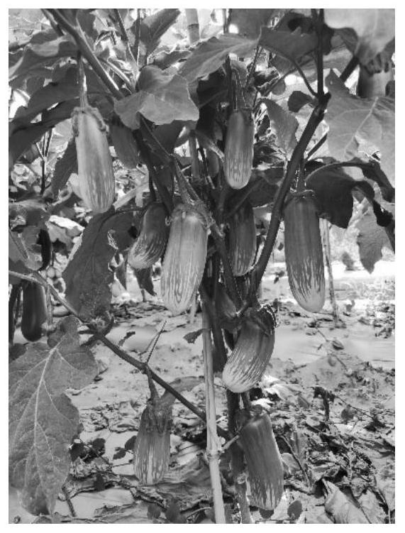 Breeding method of bacterial wilt resistant male sterile eggplant rootstock