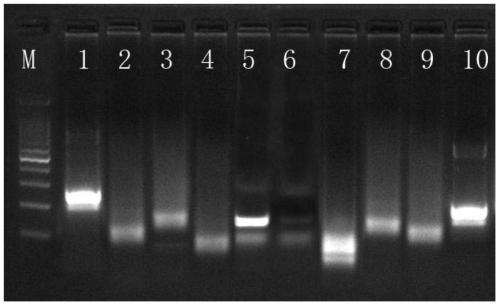 Microbial nucleic acid extraction method with host genome DNA removal function and kit