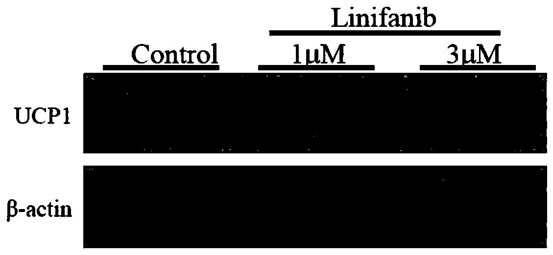 Novel application of Linifanib
