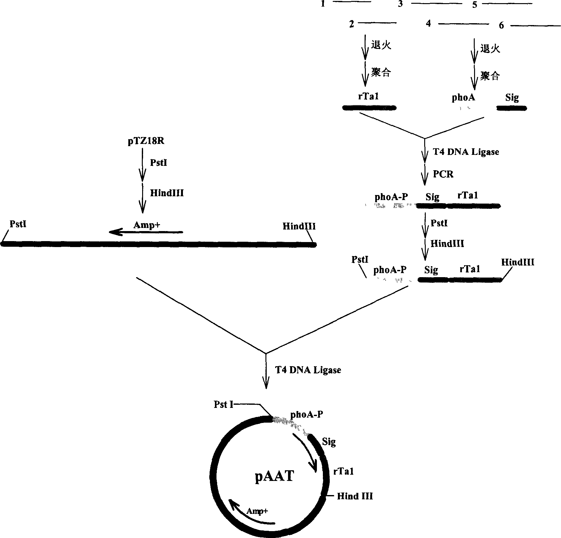 High secretion expression of recombination thymosin-alpha 1 in Escherichia coli and separation and purification therefor