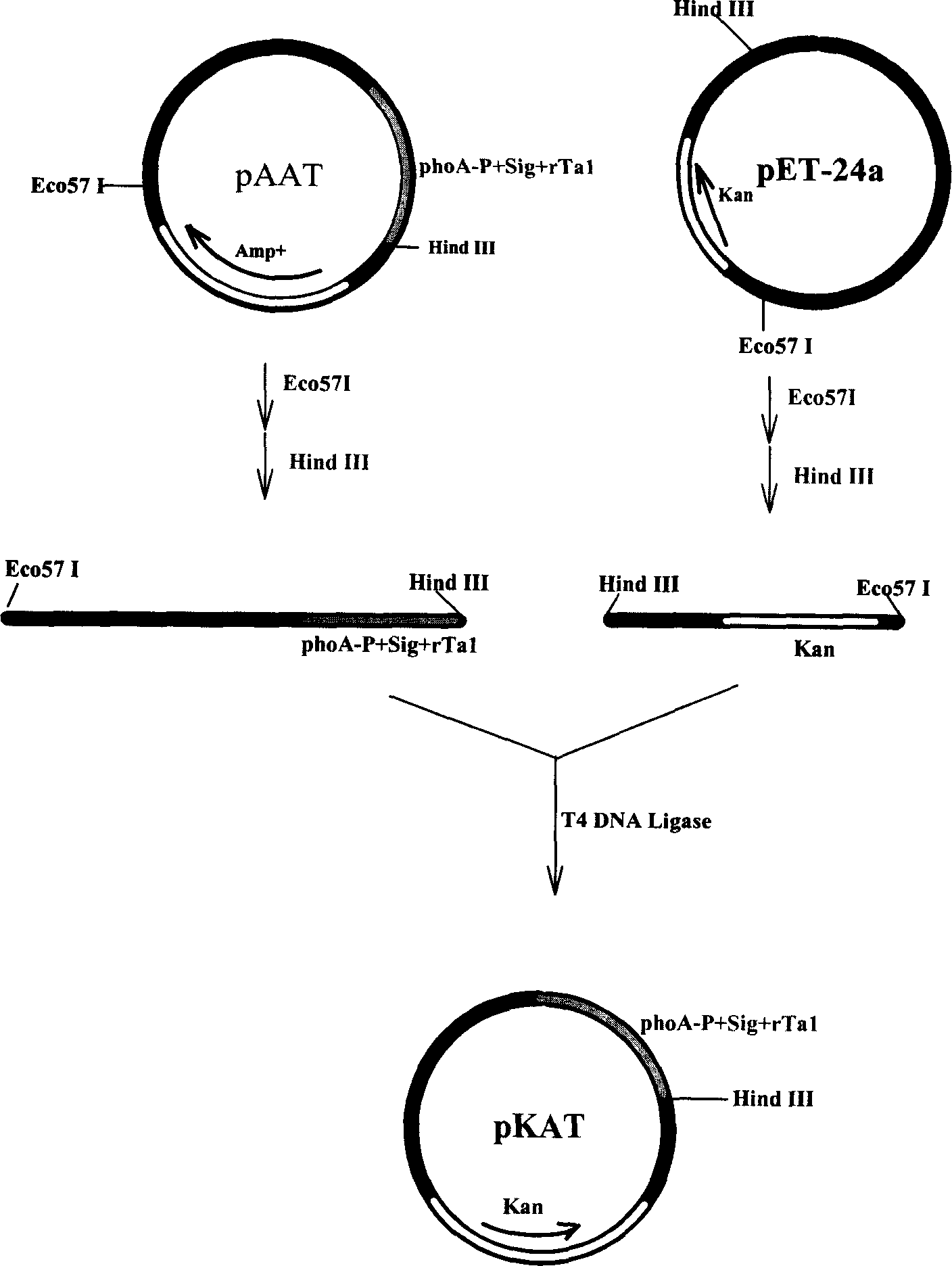 High secretion expression of recombination thymosin-alpha 1 in Escherichia coli and separation and purification therefor