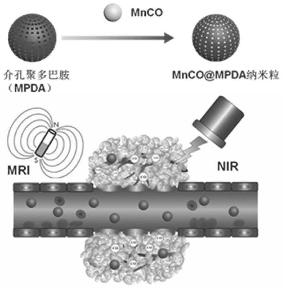 A kind of multifunctional nano-therapeutic agent of mesoporous polydopamine-loaded manganese carbonyl and its preparation method and application