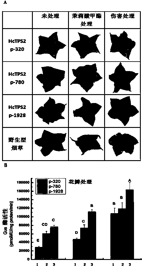 Ginger flower floral specific and damage and pest induced TPS2 (Trehalose-6-Phosphate Synthase 2) promoter and application thereof