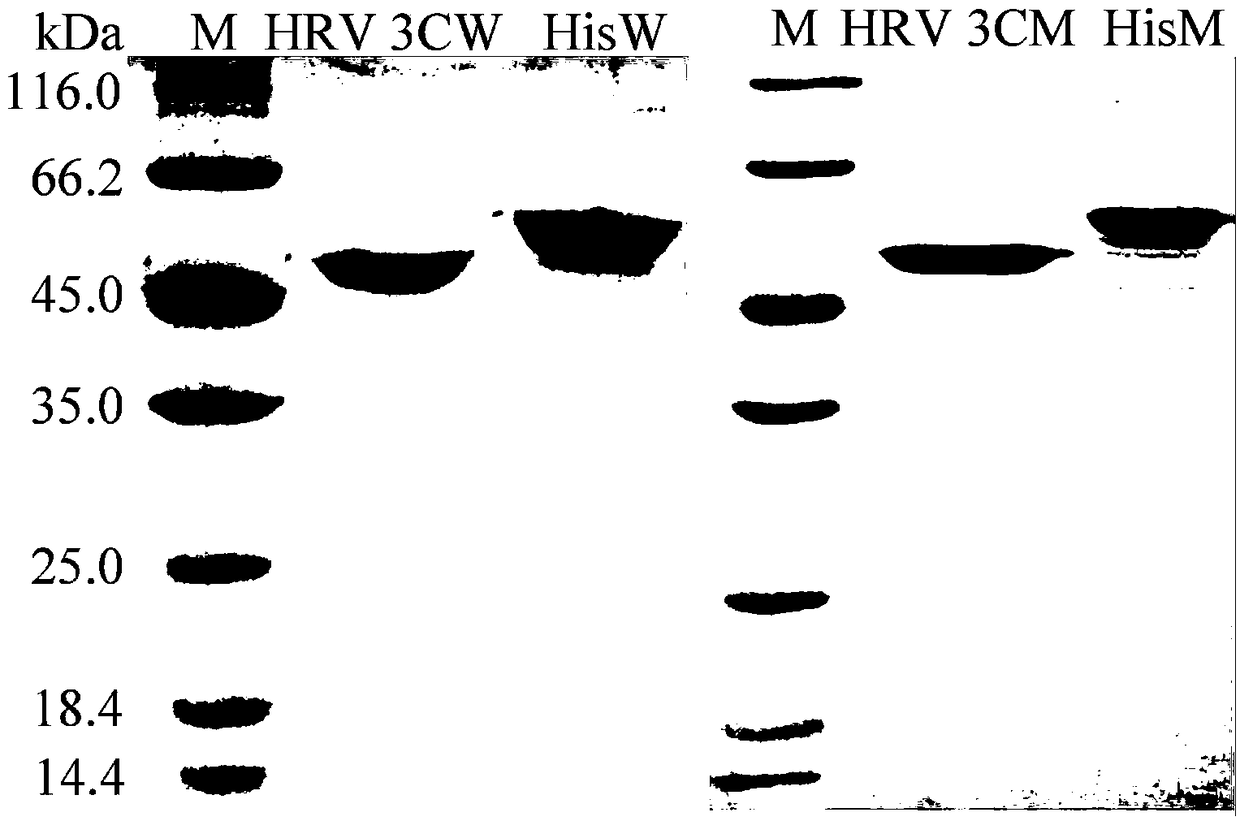 Heat-resistant low temperature exo-inulinase mutant MutQ23 delta 3