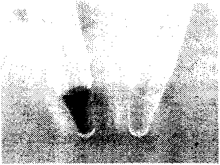 Method for detecting desoxyribonucleic acid anti-counterfeiting maker by utilizing loop-mediated isothermal amplification technology