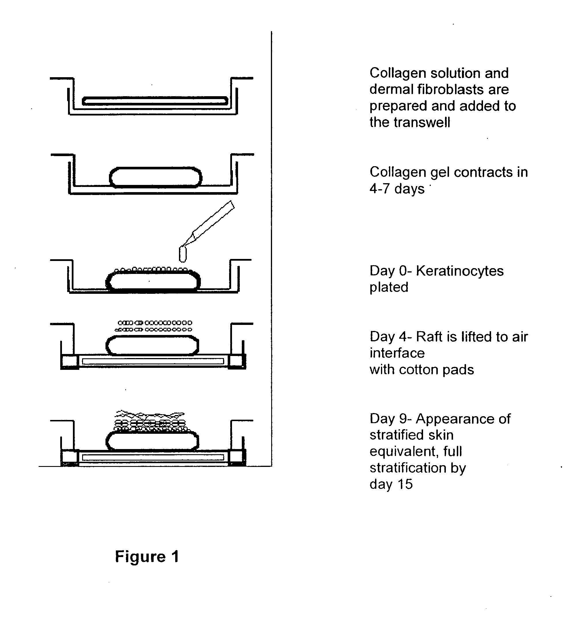 Method and composition for skin grafts