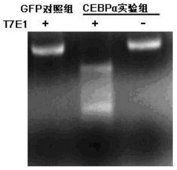 Recombinant adenovirus carrying CAS9 and its application