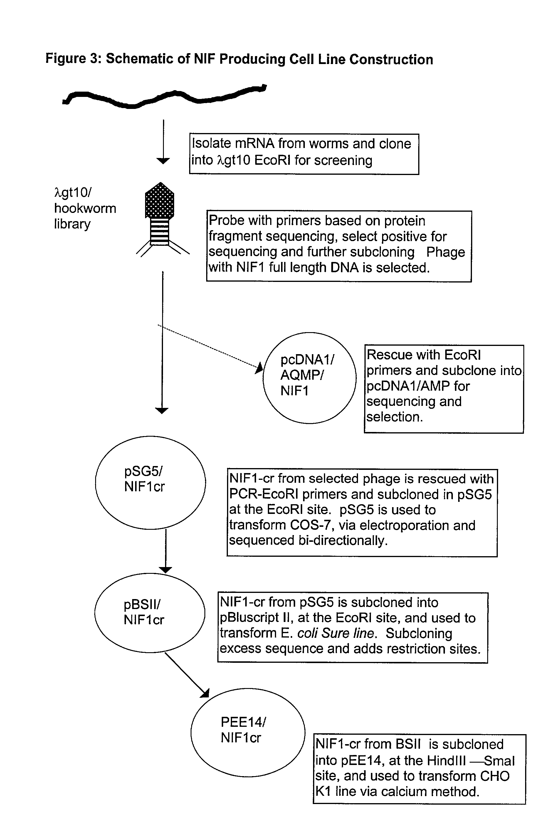 Process for the preparation of neutrophil inhibitory factor