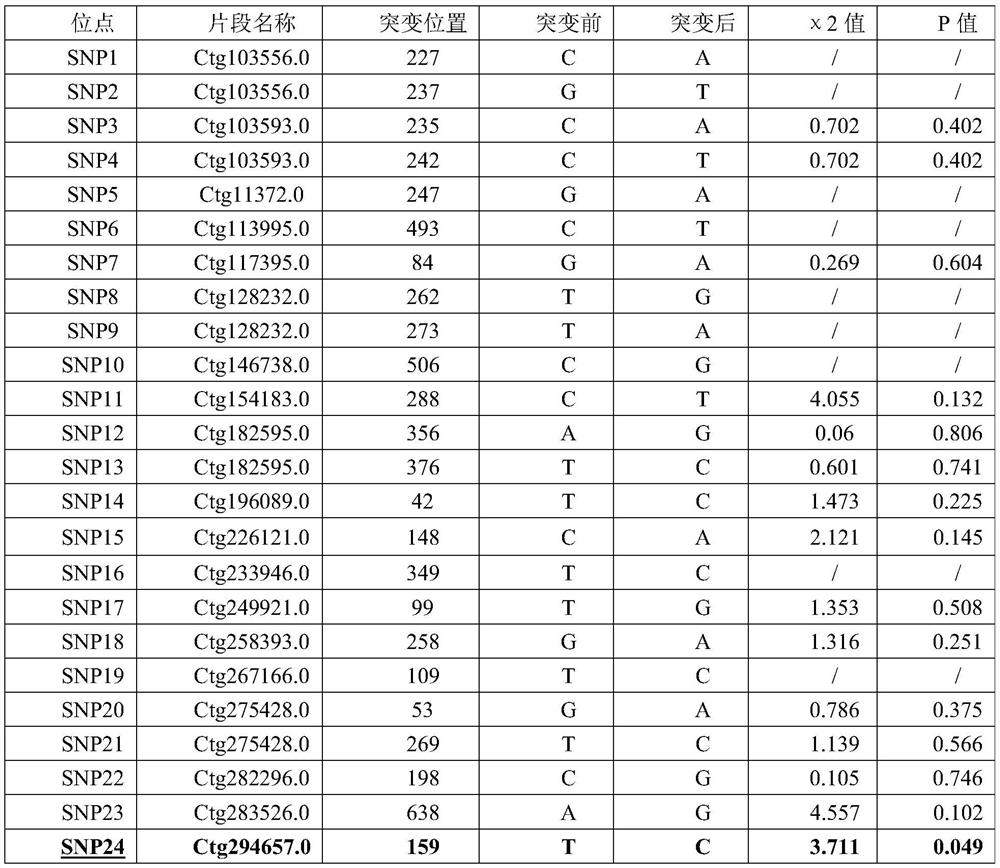 SNP molecular markers related to traits of grass carp and their application