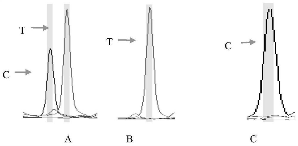 SNP molecular markers related to traits of grass carp and their application