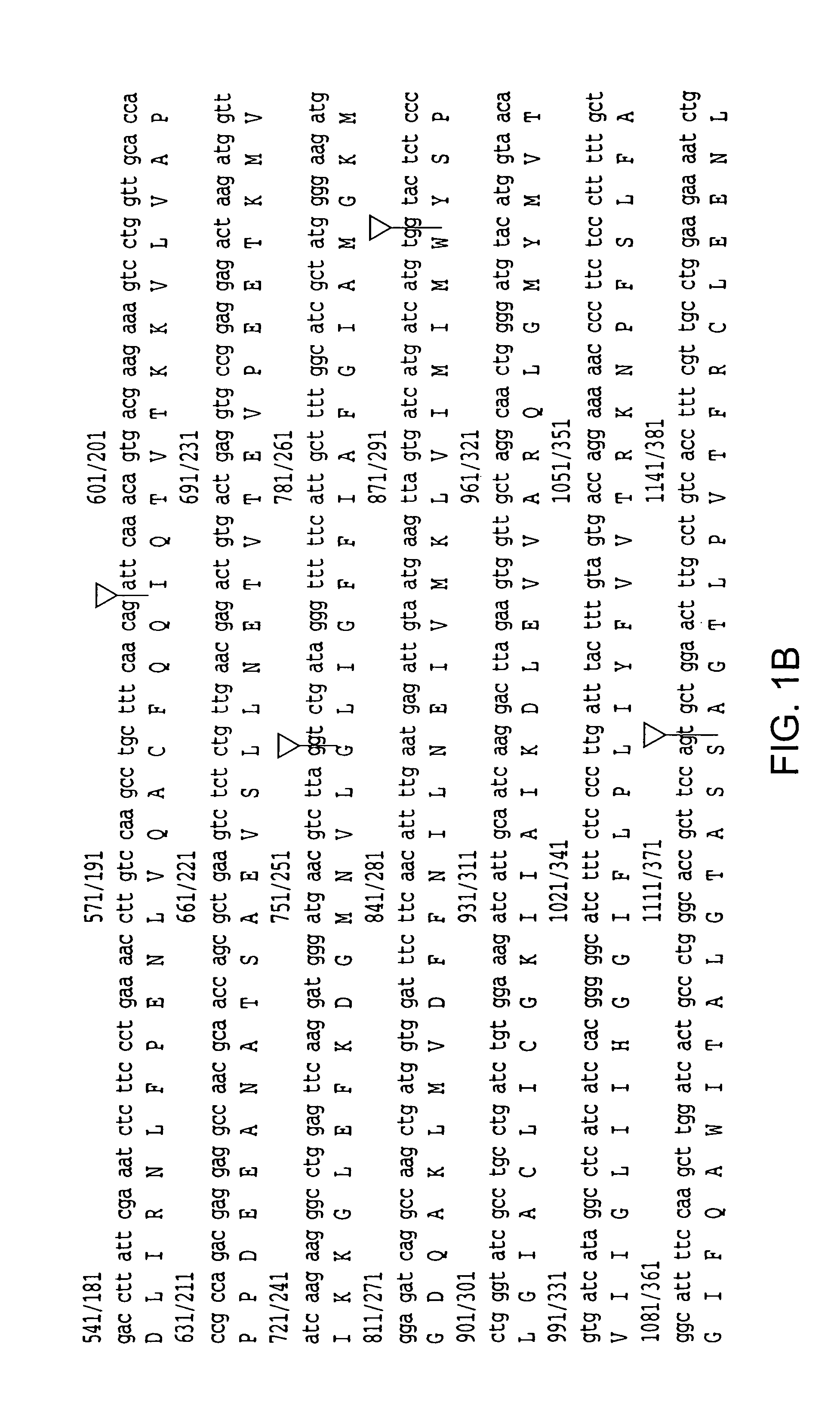 Aberrant glutamate transporters and methods of use