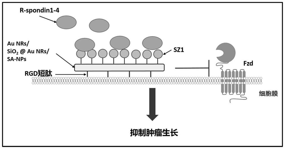 Fusion protein SZ1 for targeted therapy of colorectal cancer caused by excessive activation of Rspo, and coupled nano-drug thereof