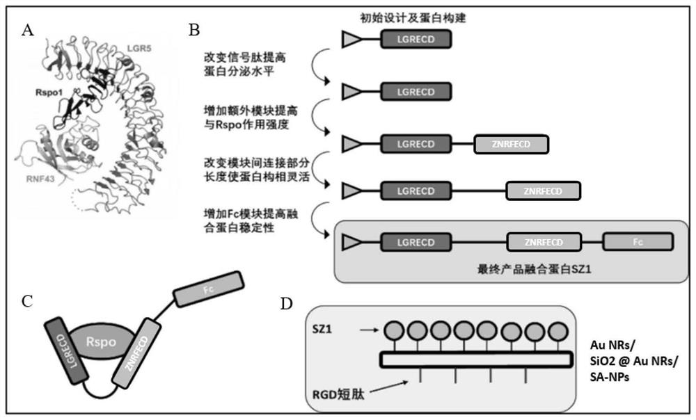 Fusion protein SZ1 for targeted therapy of colorectal cancer caused by excessive activation of Rspo, and coupled nano-drug thereof