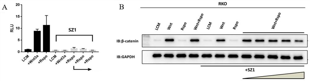 Fusion protein SZ1 for targeted therapy of colorectal cancer caused by excessive activation of Rspo, and coupled nano-drug thereof