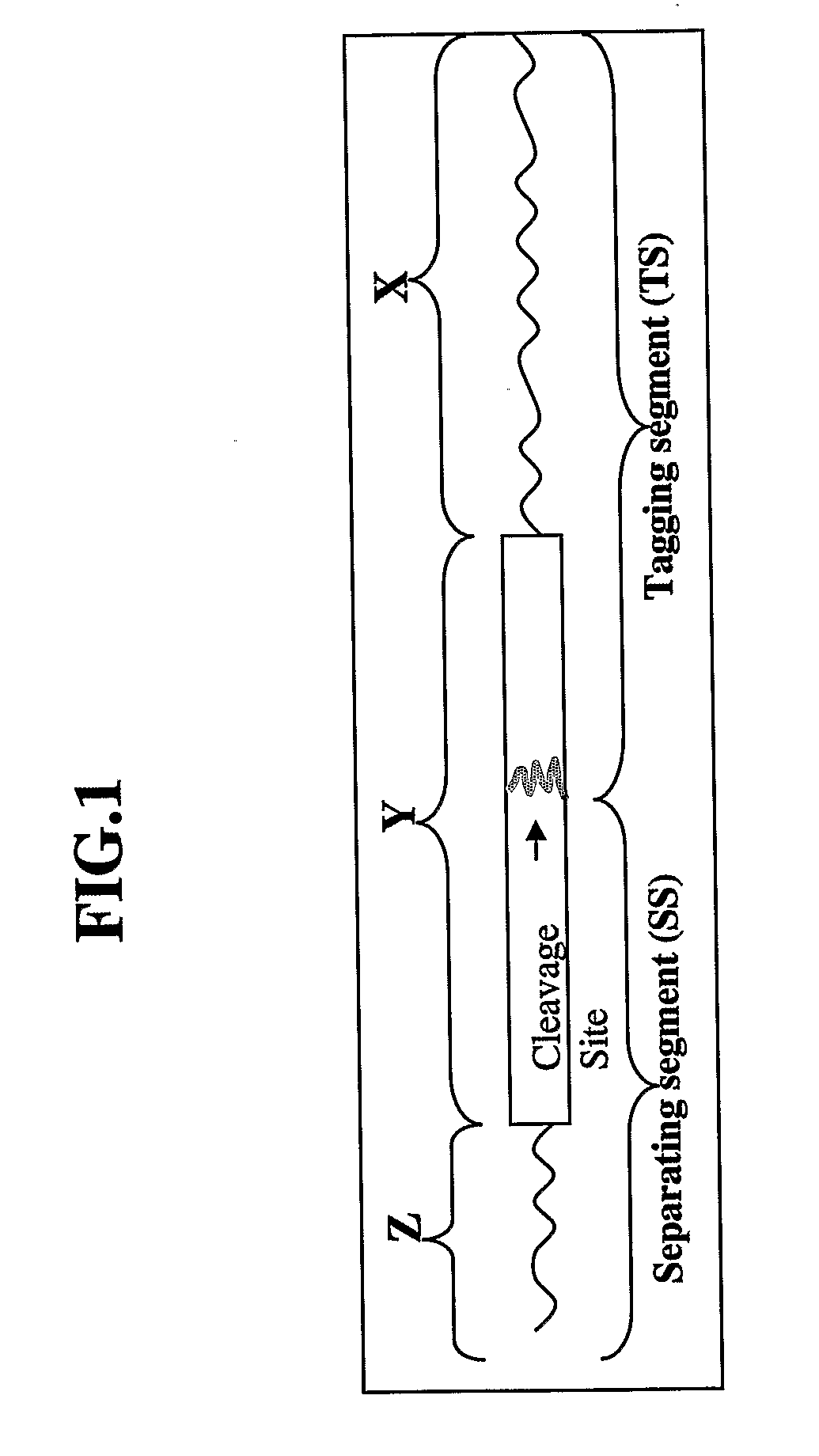 Compositions for- detecting of influenza viruses and kits and methods using same