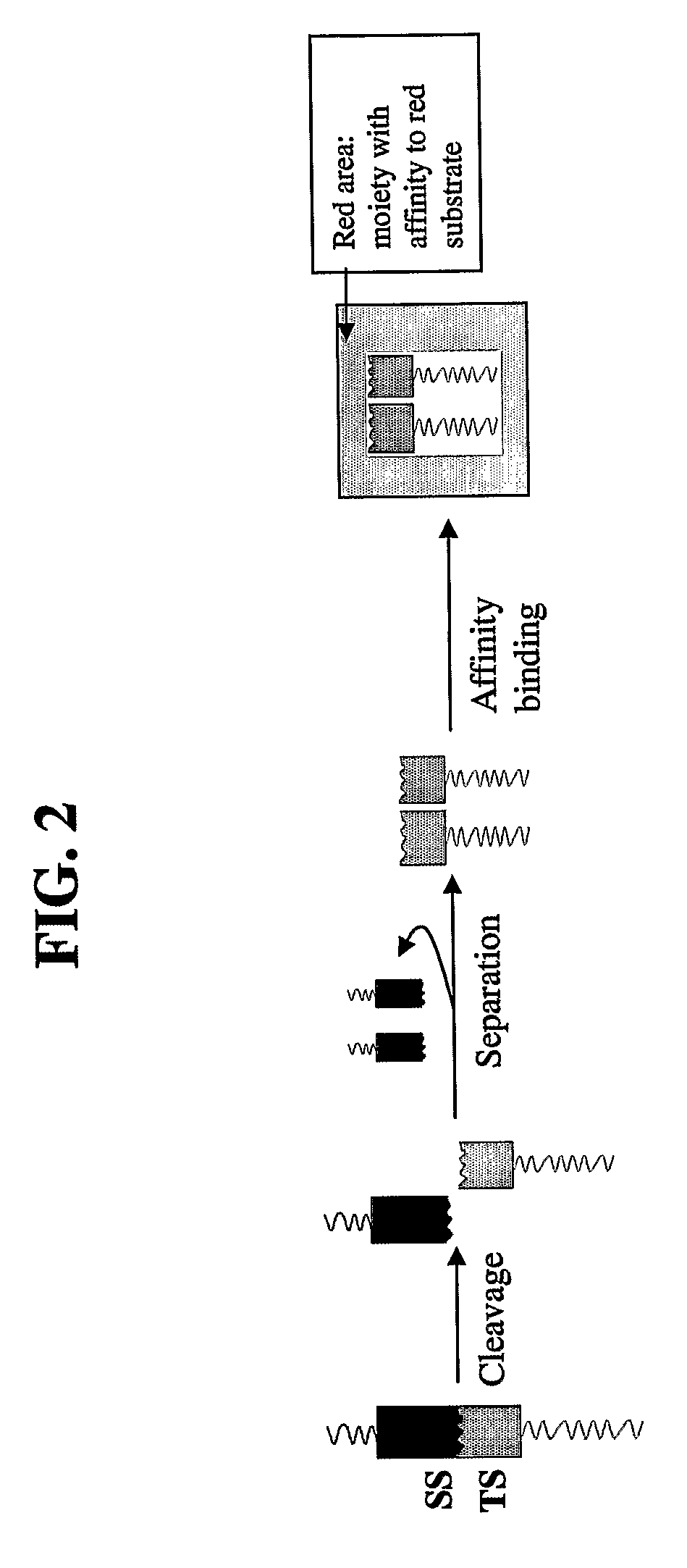 Compositions for- detecting of influenza viruses and kits and methods using same