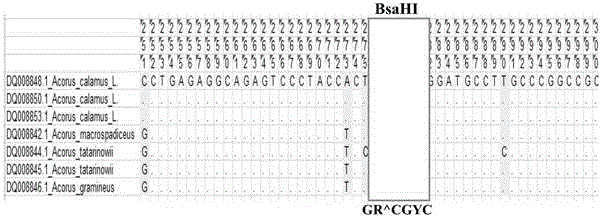 Specific primer pair and method thereof for identifying acorus calamus L. and acorus tatarinowii schott