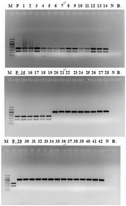 Specific primer pair and method thereof for identifying acorus calamus L. and acorus tatarinowii schott