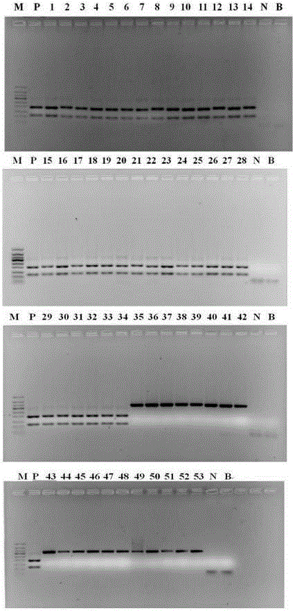 Specific primer pair and method thereof for identifying acorus calamus L. and acorus tatarinowii schott