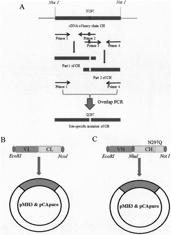 Design and application of mutant of antibody resisting to human CD24