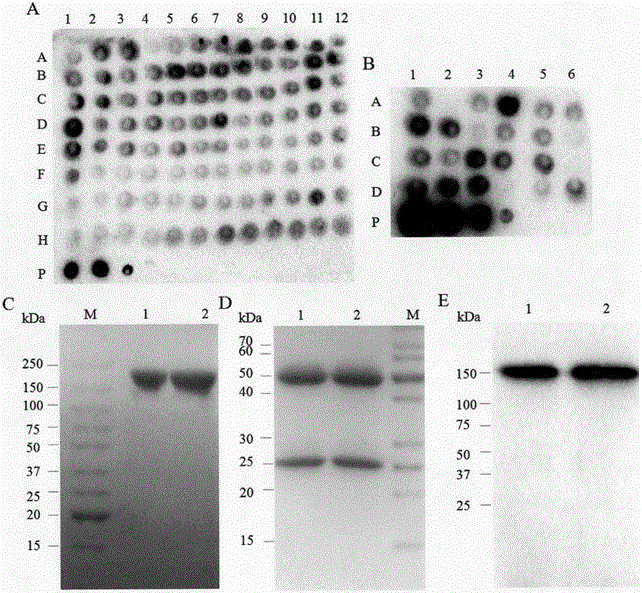 Design and application of mutant of antibody resisting to human CD24