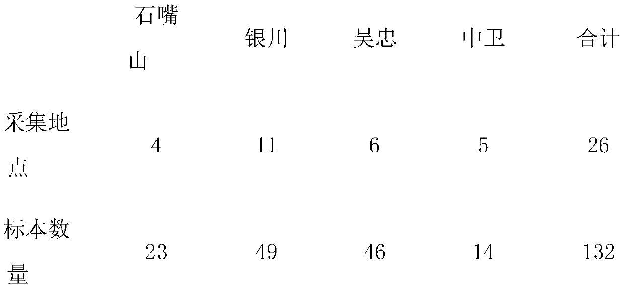 Identification method and application of pathogenic bacteria of weedy rice