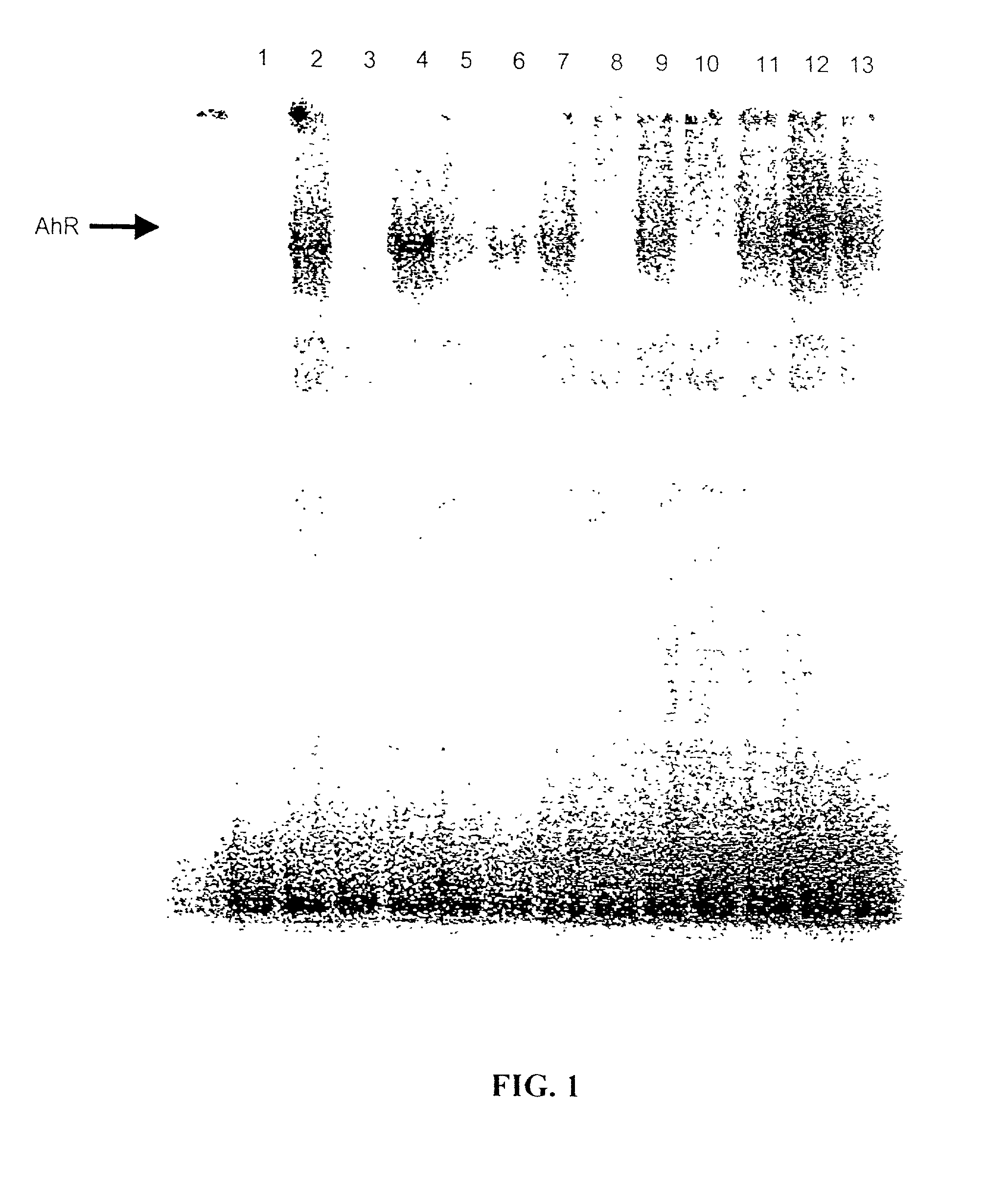 Diindolylmethane and C-substituted diindolylmethane compositions and methods for the treatment of multiple cancers