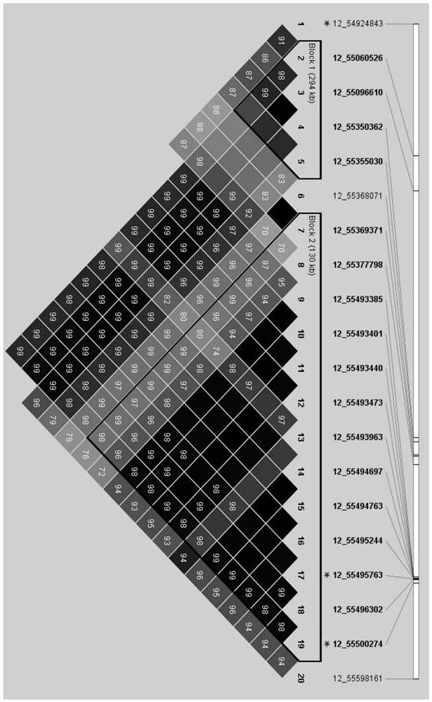 SNP marker affecting content of guanine in individual pigs