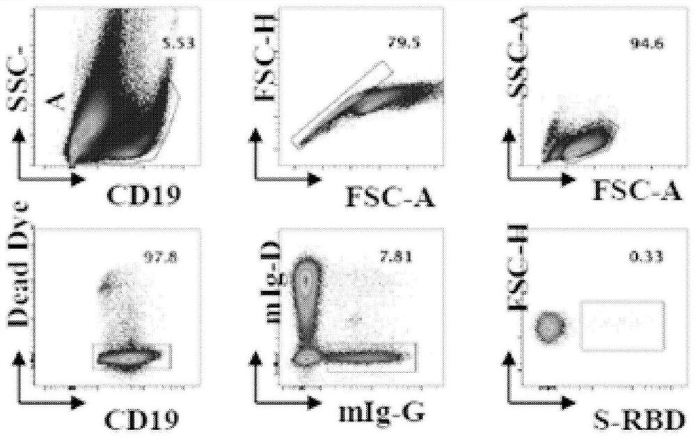 New coronavirus rbd specific monoclonal antibody and its application