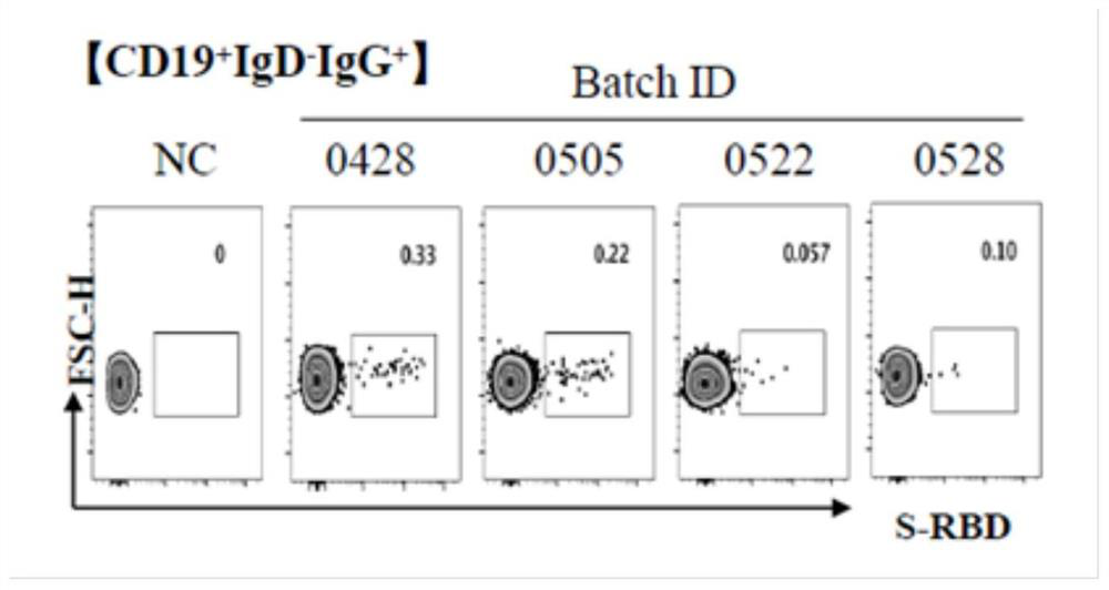 New coronavirus rbd specific monoclonal antibody and its application