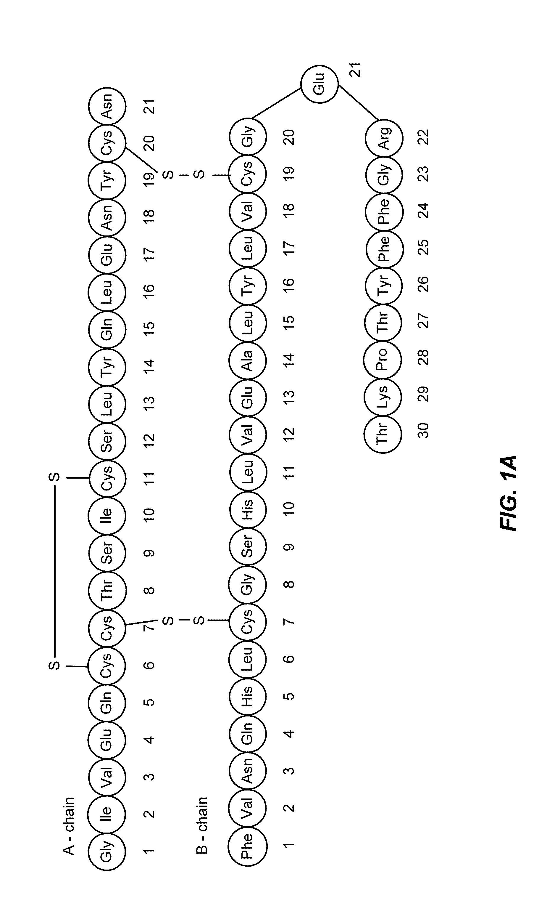 Chemically and thermodynamically stable insulin analogues and improved methods for their production
