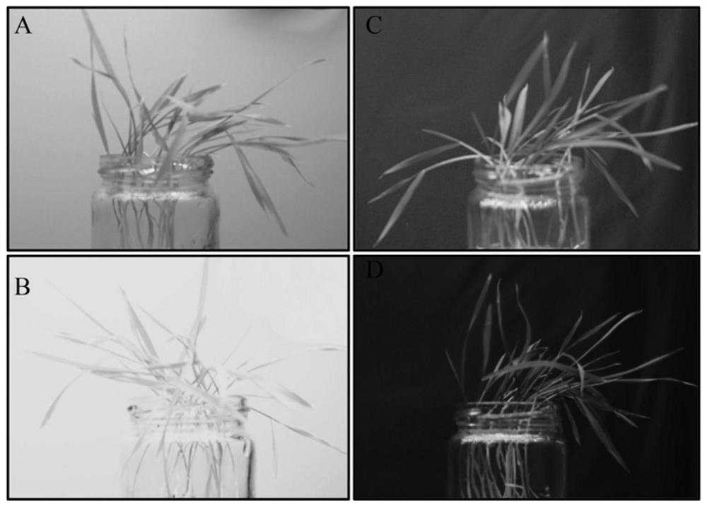 A method for detecting the distribution of chloroplasts in rice leaves after light treatment