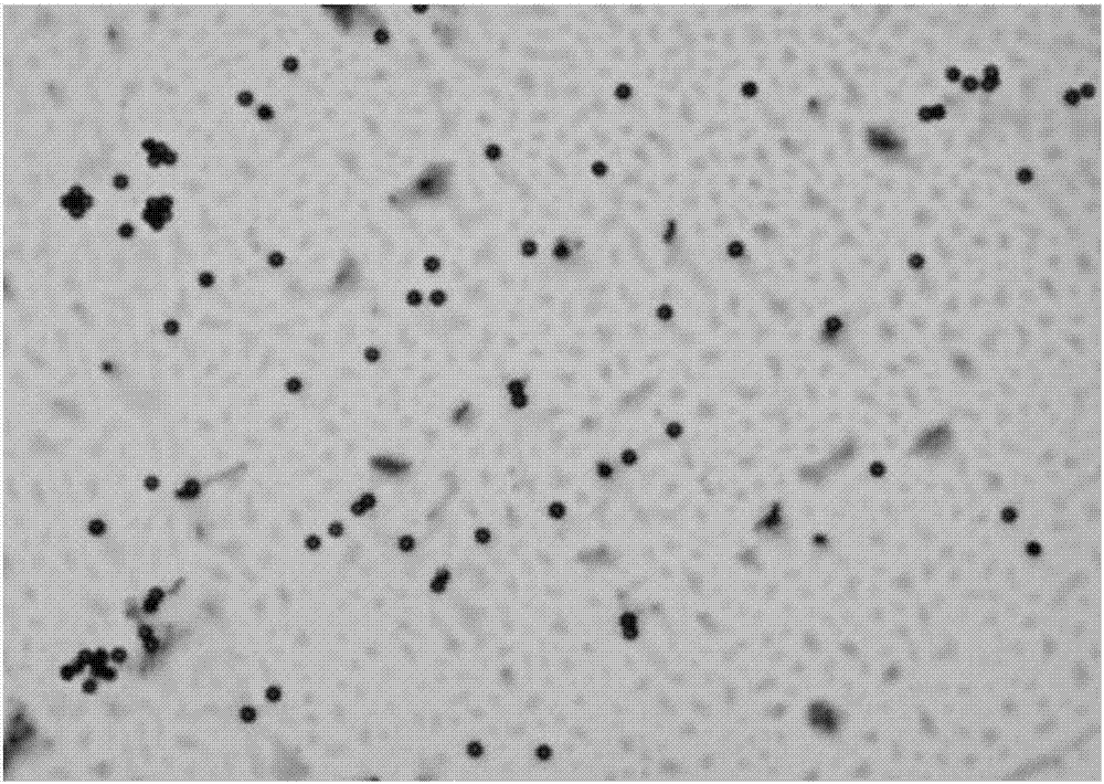 Strain of Laceyella sacchari capable of resisting acid, alkali, and alcohol and rapidly decomposing vinasse and applications thereof