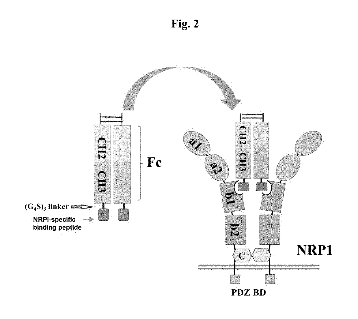 Neuropilin-1 specific binding peptide, fusion protein fused with same, and use thereof