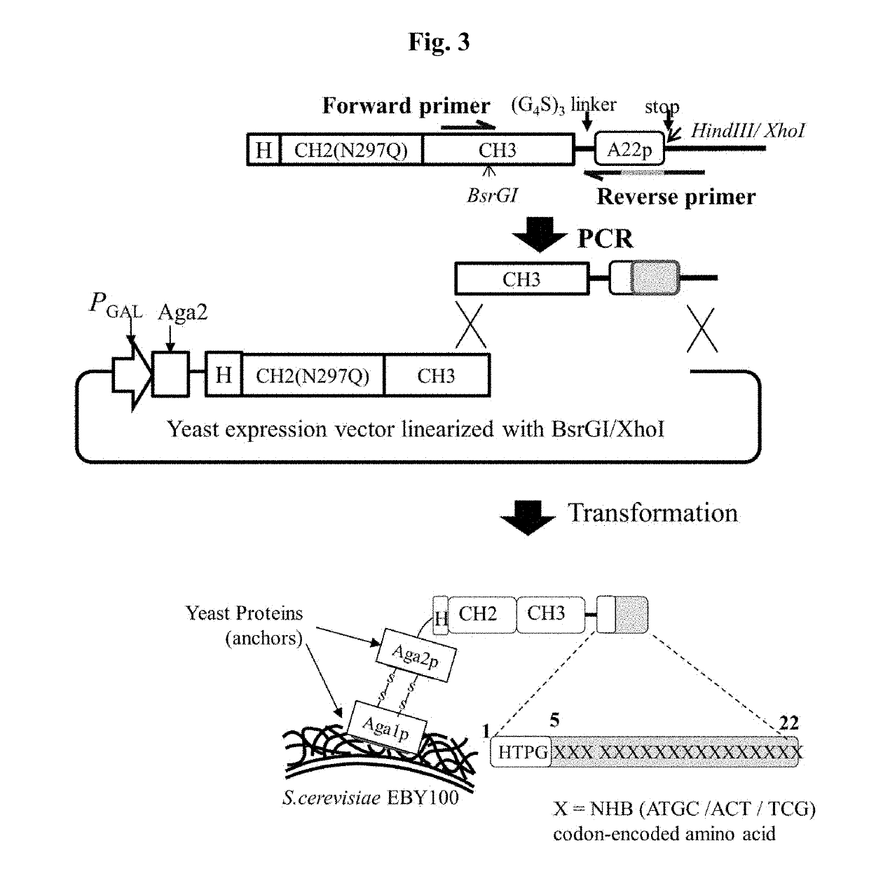 Neuropilin-1 specific binding peptide, fusion protein fused with same, and use thereof