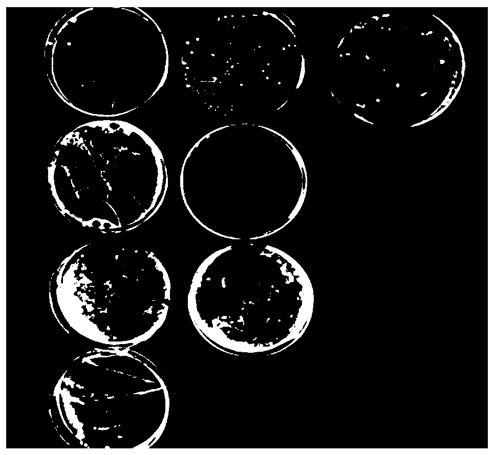 Lactobacillus casei for degrading oil and application thereof